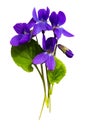 Bouquet of violets isolated on white background Royalty Free Stock Photo