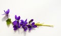 Bouquet of violets isolated on white background Royalty Free Stock Photo