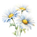 Bouquet of watercolor daisy flowers. Many chamomiles with leaves Royalty Free Stock Photo