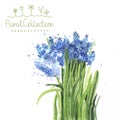 A bouquet of watercolor muscari