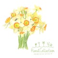 A bouquet of watercolor narcissus