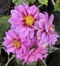 Bouquet of Wet Dahlias Royalty Free Stock Photo