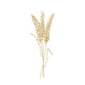 Bouquet of wheat ears hand drawn with contour lines on white background. Cultivated cereal plant, grain or crop