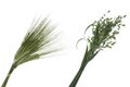 Bouquet of wheat and oats Royalty Free Stock Photo