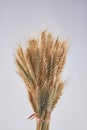 Bouquet of wheat or rye cereal grains on white background. Royalty Free Stock Photo