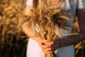 A bouquet of wheat spikelets in female hands, in white dress in a wheat field.