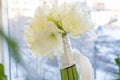 A bouquet of white Amarilis. Bridal, celebration and Birhtday concept. Background.