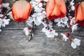 Bouquet with white apricot flowers and red tulips on the background of old, wooden boards. Place for text Royalty Free Stock Photo