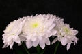 Bouquet of white asters on a black background.Close-up. Royalty Free Stock Photo