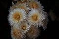 Bouquet of yellow and white autumn chrysanthemums on a black background Royalty Free Stock Photo