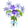 Bouquet of white and blue spring primroses, tied with blue ribbon