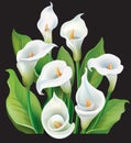 Bouquet of White Calla lilies