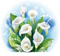 Bouquet of White Calla lilies