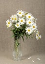 Bouquet with white camomiles Royalty Free Stock Photo