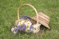 Bouquet of white camomiles and lavenders in wicker basket and straw hat