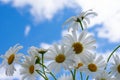 Bouquet of white chamomile flowers with yellow cores on backdrop with clear sky and clouds Royalty Free Stock Photo