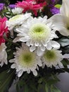 Bouquet of white chrysanthemum flowers Royalty Free Stock Photo