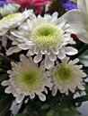 Bouquet of white chrysanthemum flowers Royalty Free Stock Photo