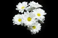 A bouquet of white chrysanthemums on a black background