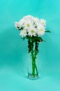 Bouquet of white chrysanthemums in a glass vase on a blue background. Mother s day card. Beautiful chrysanthemum flowers Royalty Free Stock Photo