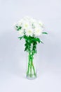 Bouquet of white chrysanthemums in a glass vase on a white background. Postcard for mother's day, for March 8. Beautiful Royalty Free Stock Photo