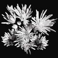 Bouquet of white chrysanthemums isolated on black background Royalty Free Stock Photo