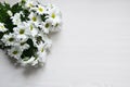 Bouquet of white chrysanthemums on white wood background Royalty Free Stock Photo