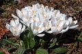 Bouquet of white crocus spring flowers Royalty Free Stock Photo
