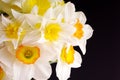 Bouquet of white daffodils with yellow center on dark background.