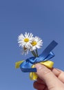 Daisies with blue yellow ribbons National Ukrainian flag color against sky Symbol peace, end the war, victory of Ukraine