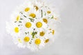 Bouquet of white daisies on a light gray background. Still life with colorful flowers. Fresh daisies Place for text. Flower