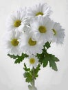 bouquet of white daisies nature flowers plant .