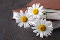 Bouquet of white daisies on old book Royalty Free Stock Photo