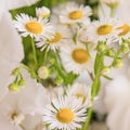 Bouquet of white gladioli. Whiteness delicate gladiolus flowers. Close-up, white background