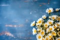 a bouquet of white daisies, wildflowers, on a blue wooden background generated by AI, generative assistant, Royalty Free Stock Photo