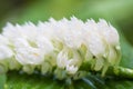 Bouquet White Dendrobium secundum, Epidendroideae flower with ant over nature background. Macro bloom tropical toothbrush orchid Royalty Free Stock Photo