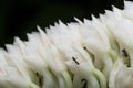 Bouquet White Dendrobium secundum, Epidendroideae flower with ant over nature background. Macro bloom tropical toothbrush orchid Royalty Free Stock Photo