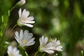 Bouquet of white Field mouse-ear on green bokeh Royalty Free Stock Photo