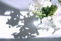 A bouquet of white flowers Alstroemeria stands on a white table under the rays of the sun from which a shadow falls. Flowers Royalty Free Stock Photo