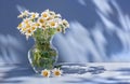 Bouquet white flowers daisy in glass vase on a blue table in sun light with space for text Royalty Free Stock Photo