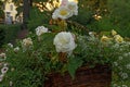 Bouquet with white flowers and green leaves in the basket. Close-up of beautiful summer bunch. Garden shrouded in greenery