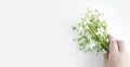 Bouquet of white flowers in a hand on a white background. yaskolka creeping groundcover. Banner
