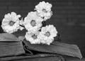 Bouquet of white flowers lying on two ancient books with blurred Royalty Free Stock Photo