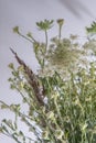 Bouquet of white flowers on a white background. Wild carrot and yarrow. Simple summer flower. Nature flora aesthetic