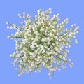 Bouquet of white fragrant lilies of the valley isolated on a blue background.