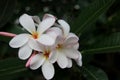 Bouquet of white frangipani flowers. Royalty Free Stock Photo