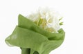 Bouquet of white freesias, white background