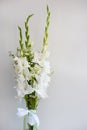 Bouquet of white gladioli. Whiteness delicate gladiolus flowers on white background Royalty Free Stock Photo