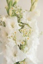 Bouquet of white gladioli. Whiteness delicate gladiolus flowers. Close up, white background