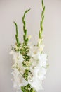 Bouquet of white gladioli. Whiteness delicate gladiolus flowers. Close up on white background